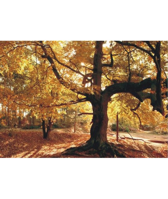 Fotomural 360x270 autumn