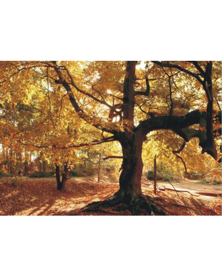 Fotomural 360x270 autumn